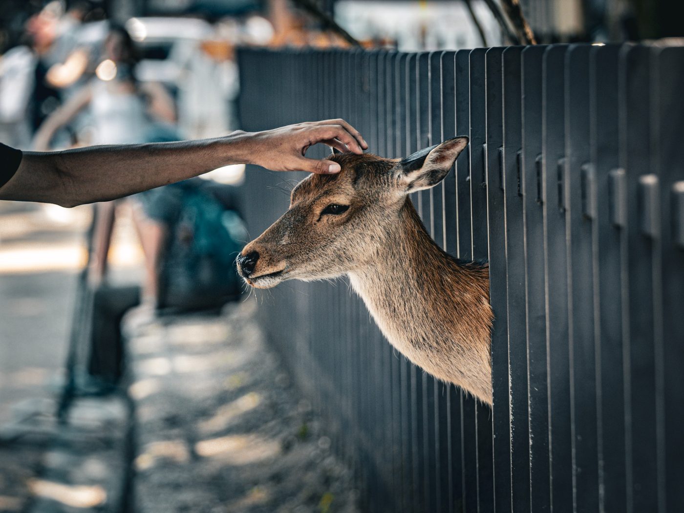 A deer leaning through a fence while a hand gently touches its head